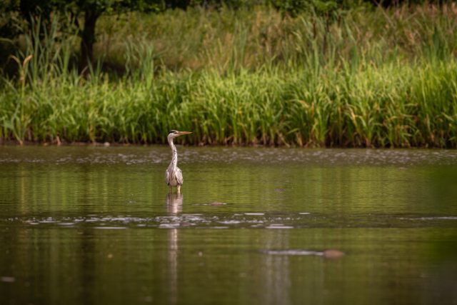 birdwatching